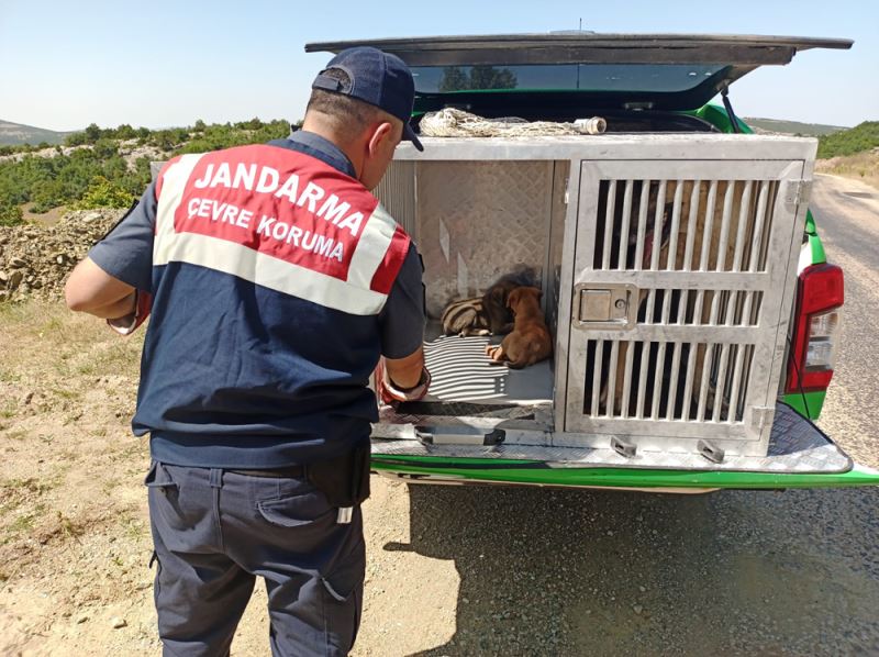 Kırsalda bulunan köpek ve yavruları korumaya alındı