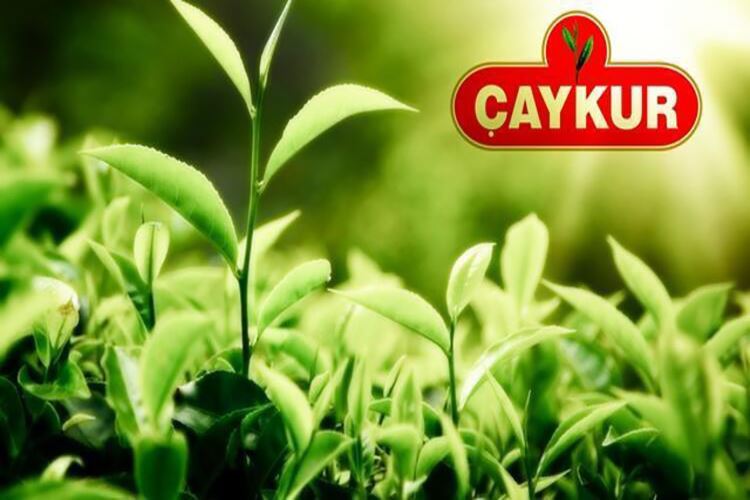 ÇAYKUR, Haziran Ayı Yaş Çay Bedeli Ödemelerine Başladı