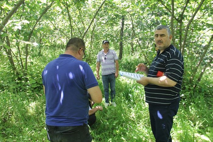 Trabzon’da fındık için çalışmalar başladı!