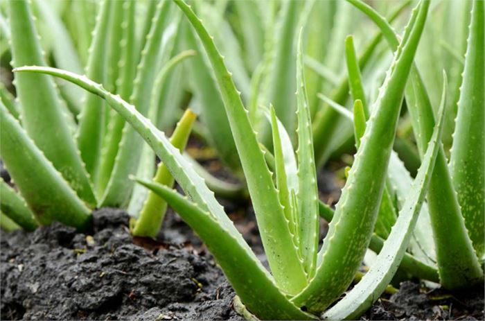 Aloe vera jeli kullananlar dikkat! DSÖ tehlikeye karşı uyardı