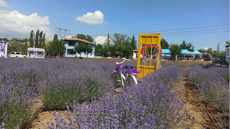 Çorum Çomar Barajı çevresinde lavanta bahçesi kuruldu