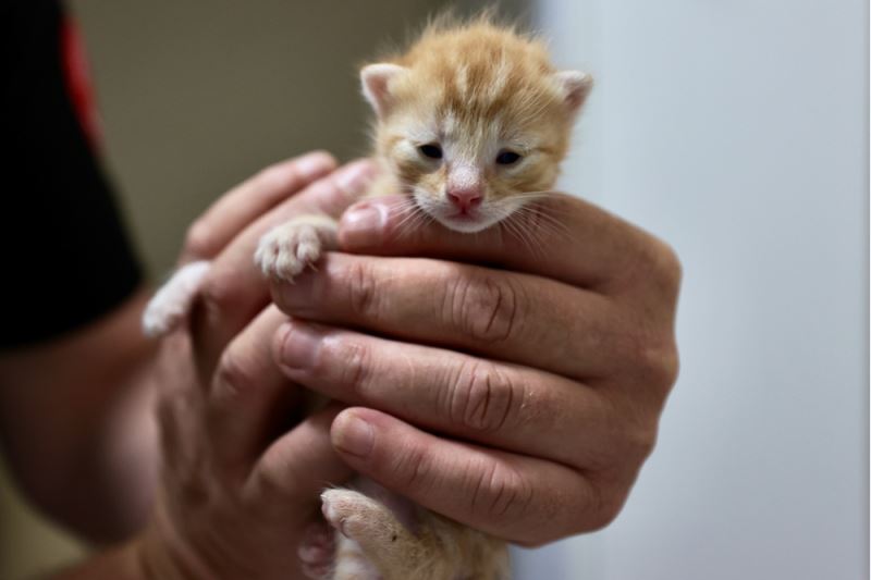 Anne kedi ile 3 yavrusuna itfaiyeciler sahip çıktı