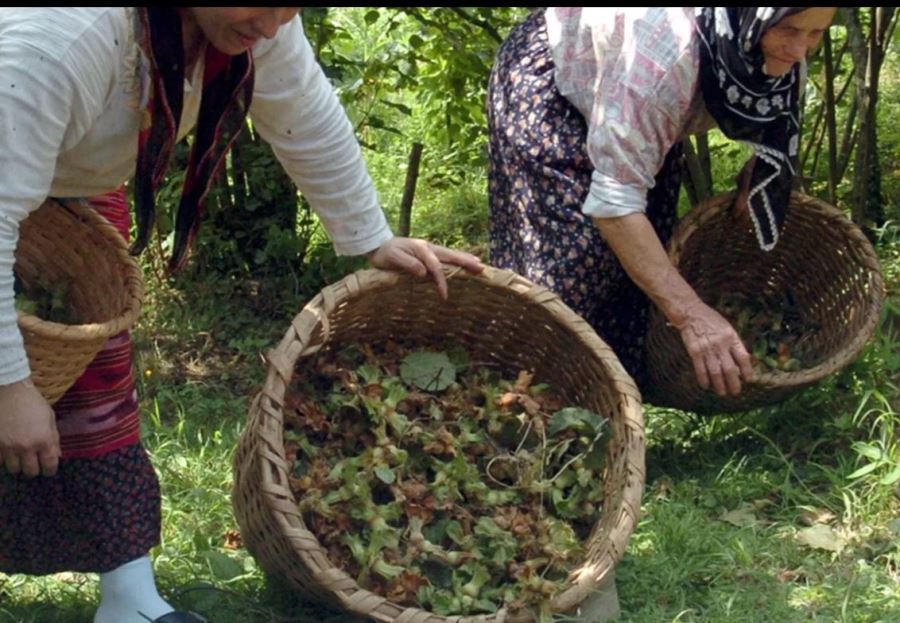  Trabzon Ticaret Borsası Başkanı Eyyüp Ergan, fındıkta yaşanan sorunları açıkladı