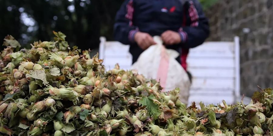 Koç, fındık fiyatları için kılı kırk yararak çalıştıklarını ve fiyatları öyle belirlediklerini açıkladı