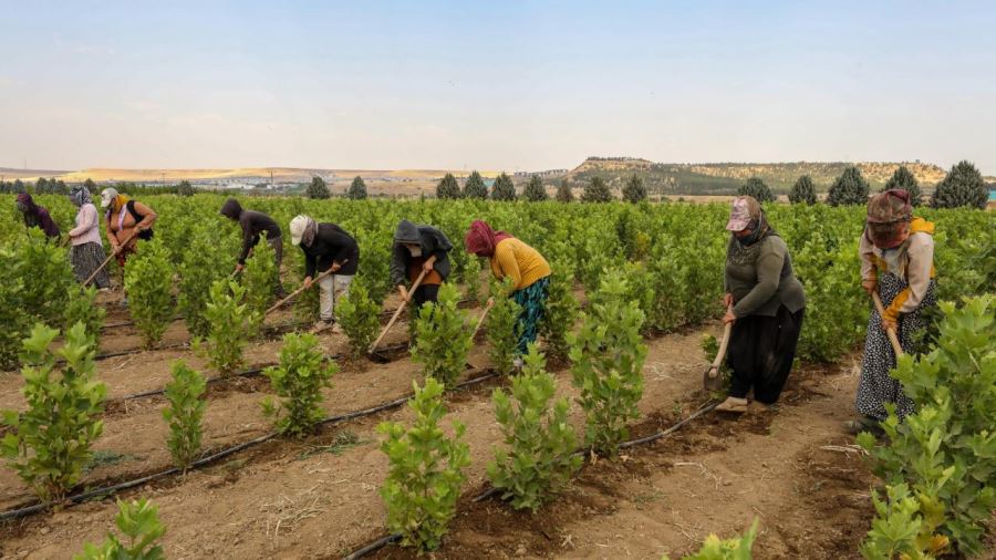 Kavurucu sıcaklara karşı fidanlara yakın koruma