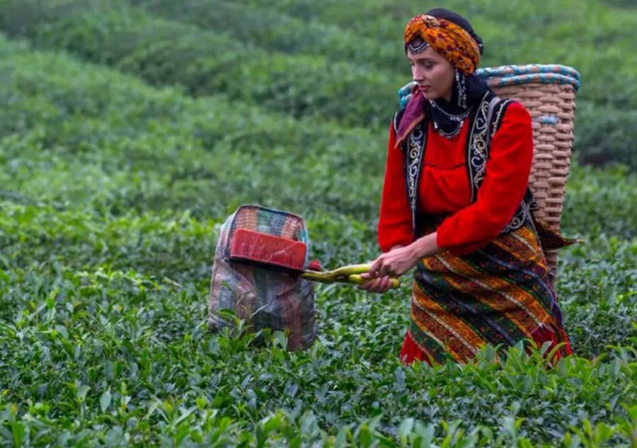 Çay Bu Sene de Milyonlarca Lira Kazandırdı!