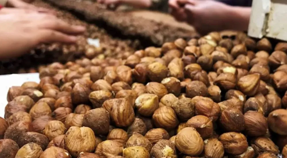 Üretici fındığını satmak için FERRERO’yu bekliyor