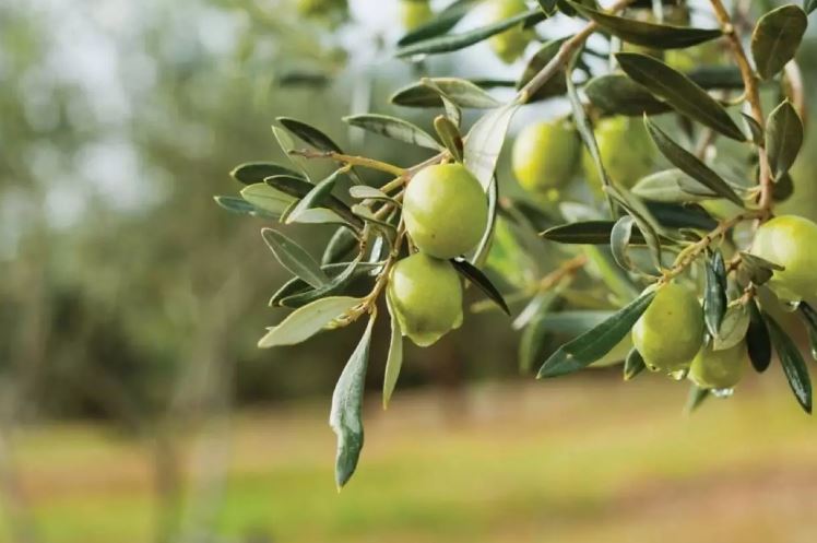 Rüyada Zeytin Toplamak Ne Anlama Geliyor?