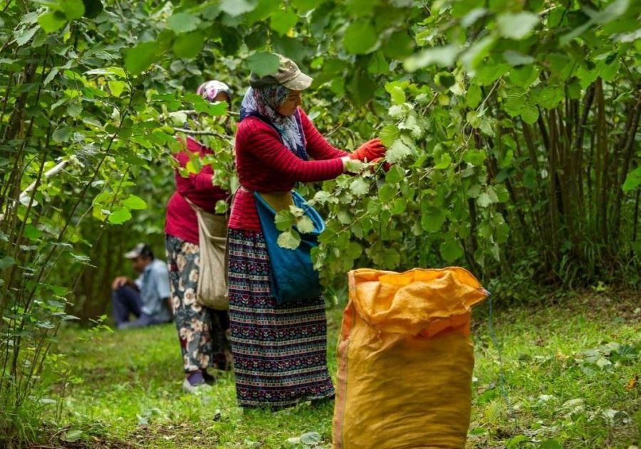 Cumhur İttifakı MHP Giresun Milletvekili  Konal’ı da memnun etmedi