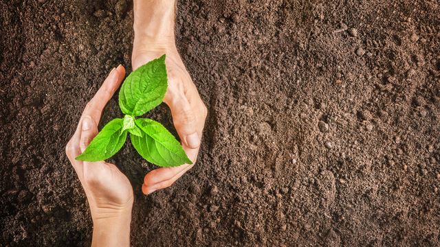 Goji berry fidanı ne zaman dikilir, nasıl yetiştirilir?