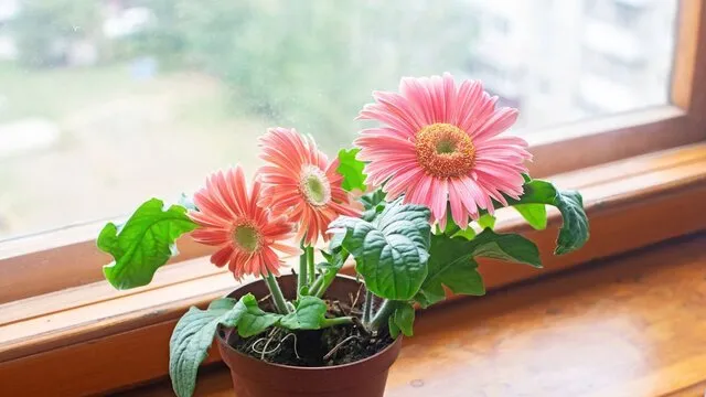 Gerbera yetiştiriciliği ve püf noktaları: Gerbera yetiştiriciliği nasıl yapılır?