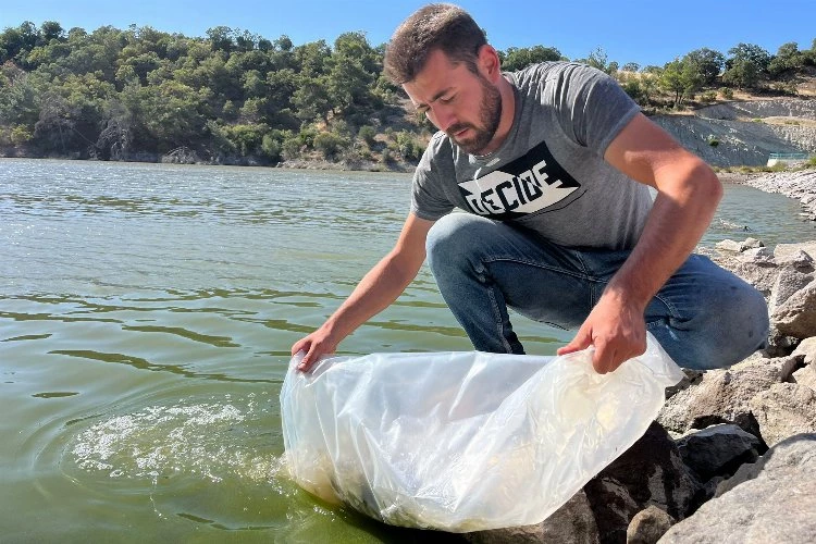 30 bin yavru sazan göletlere salındı