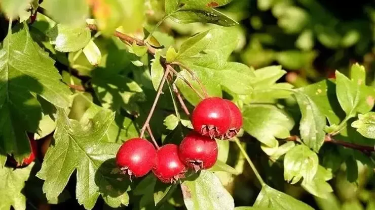 Portakaldan 10 kat fazla C vitamini var, vücuda reset atan tek besin