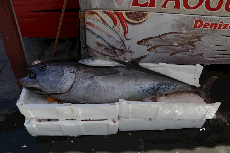 Kastamonulu balıkçı 50 kilogramlık orkinosu tezgahında sergiliyor