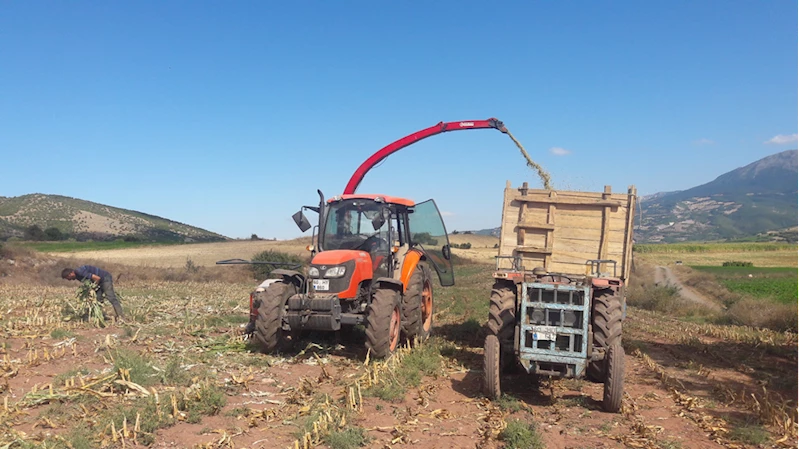 Almus ilçesinde mısır silajı hasadına başlandı