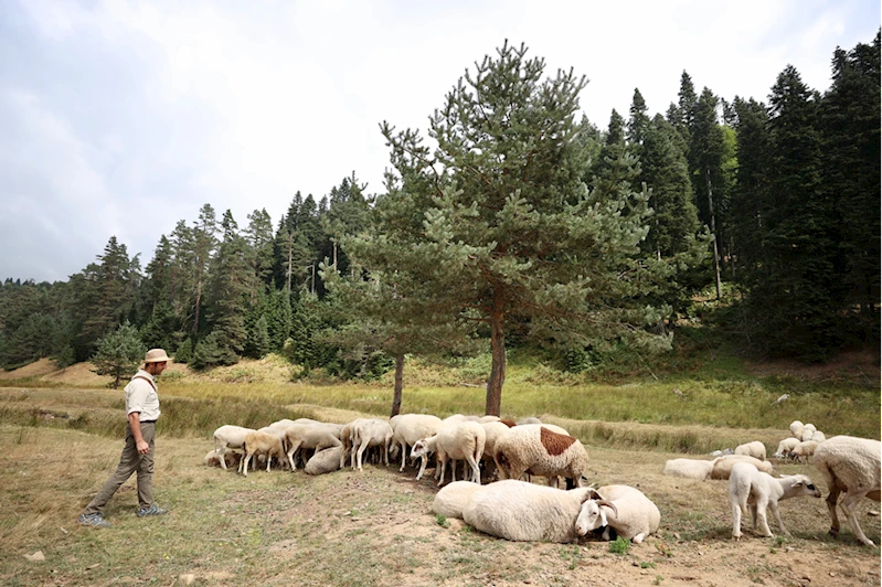 Düzce