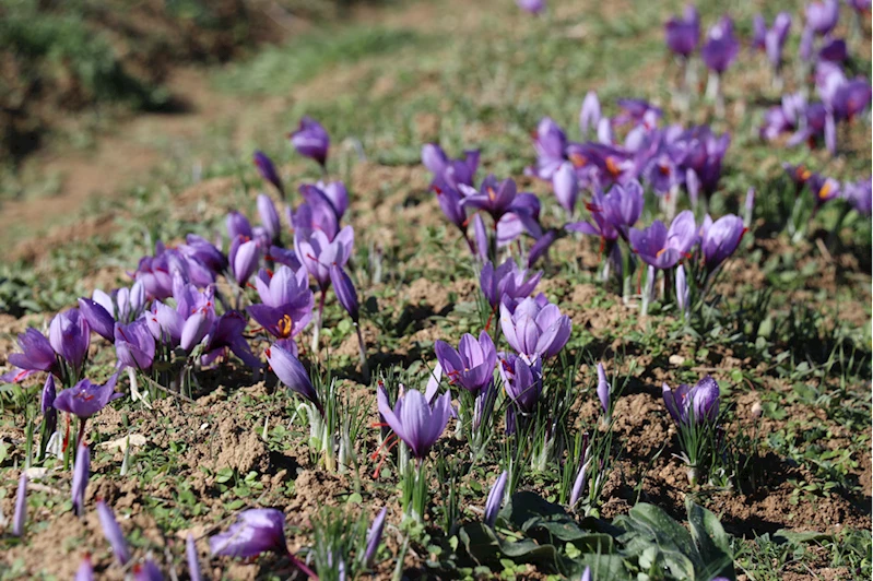 Safranbolu safranı AB tarafından tescillendi