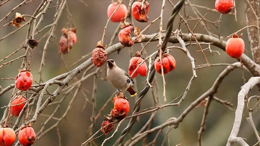 Doğu Karadeniz