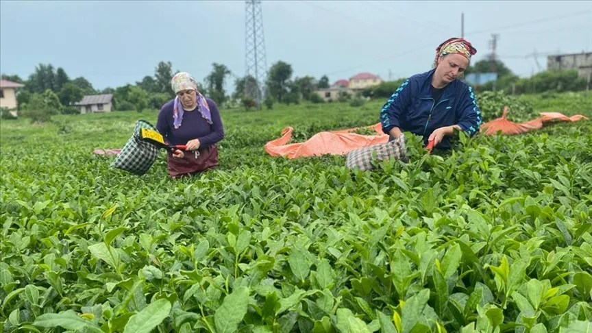 Rize çay ihracatından 2023