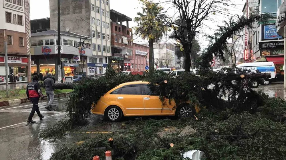 Ardeşen Belediyesi tehlike arz eden ağaçlarda budama gerçekleştirdi