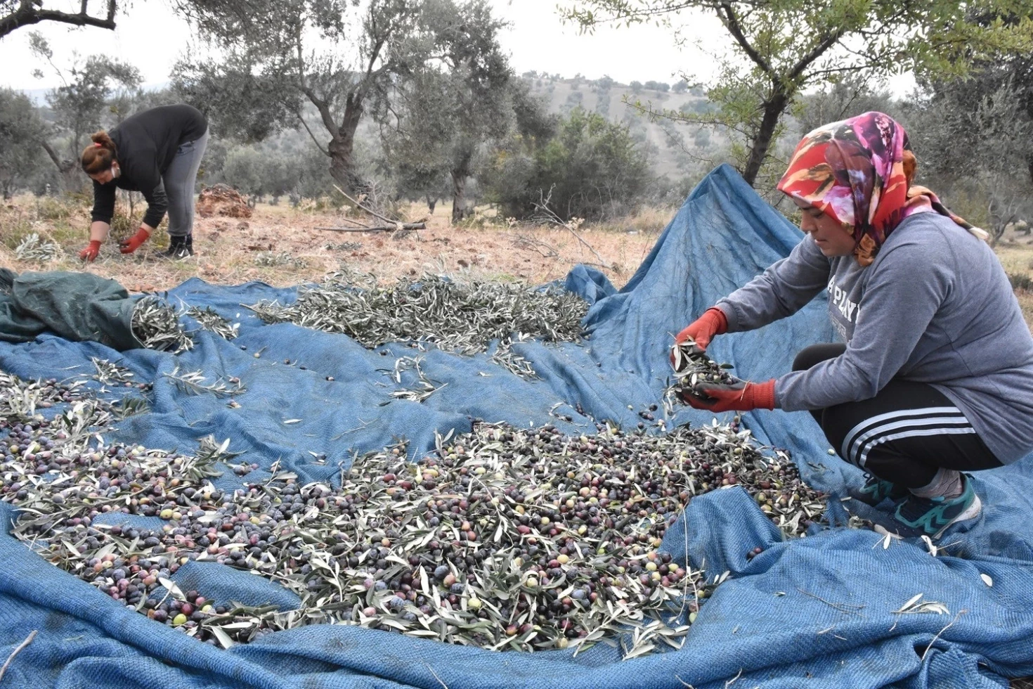 Bursa Ziraat Odaları, zeytin toplama işçilik ücretlerini belirledi