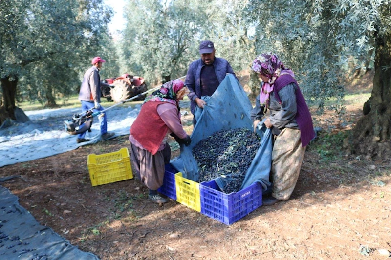 Marmarabirlik, 1 kilogram zeytinin maliyetini 34,20 TL olarak açıkladı 