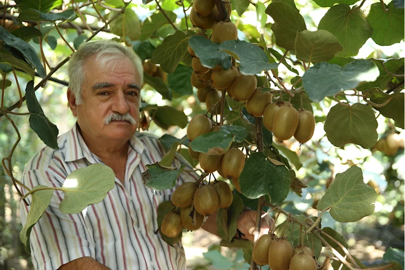 Tescilli Ordu kivisinin hasadına yaklaşık 15 gün sonra başlanacak