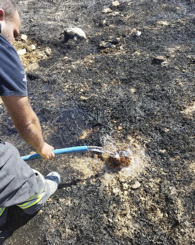 Hatay’da itfaiye ekipleri, kaplumbağayı yangından kurtardı