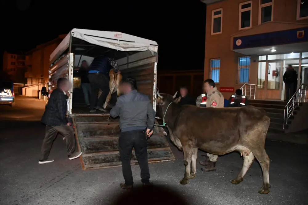 Erzurum Jandarması, Çalınan Hayvanları Buldu