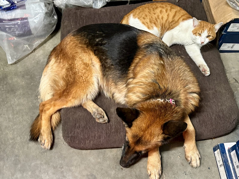 Oto servisinde beslenen kedi ve köpek sıkı dost oldu