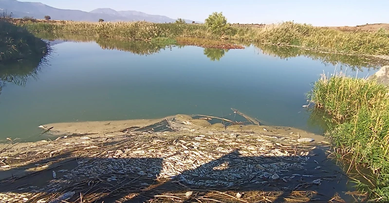 Balık ölümlerinin yaşandığı Karasu Çayı