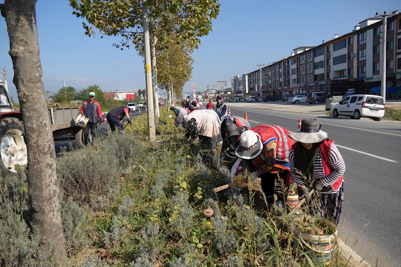 Düzce