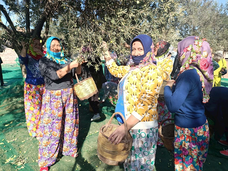 19. Ayvalık ‘Uluslararası Zeytin Hasat Festivali’ başladı