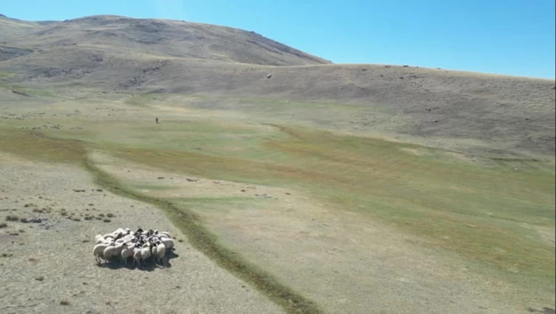 Kaybolan koyunları, öğretmen dronla buldu