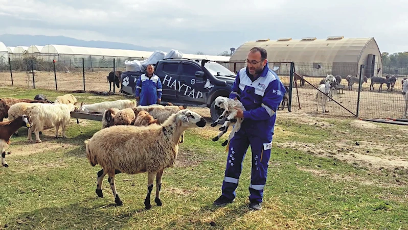 Yangında yaralanan koyun, 4 ay sonra doğum yaptı