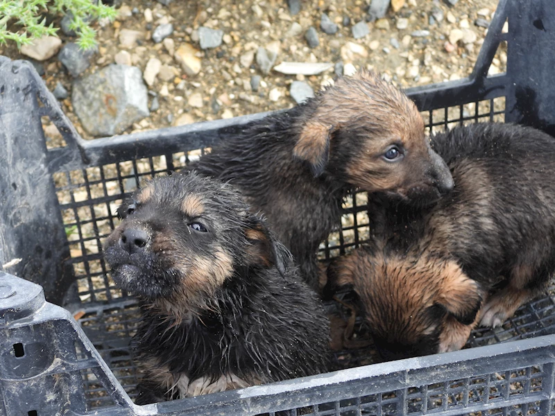 Su tahliye borusuna sıkışan yavru köpekler kurtarıldı