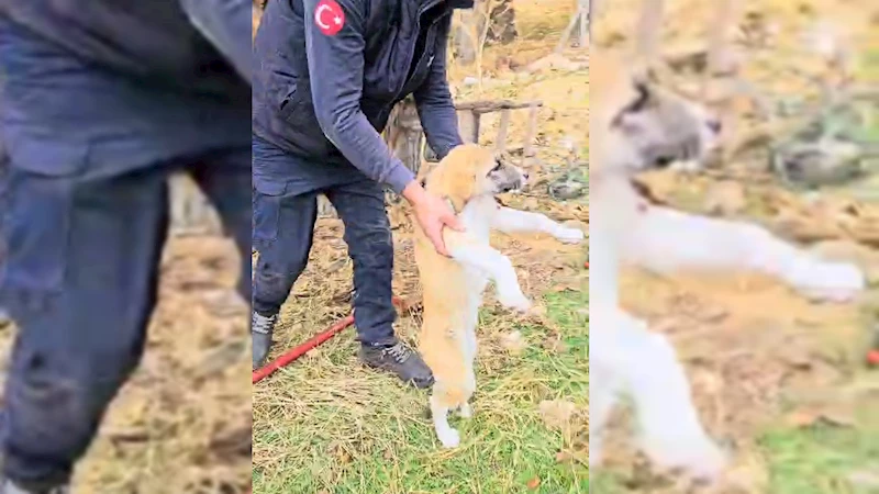 Ağaç kovuğuna sıkışan köpek kurtarıldı