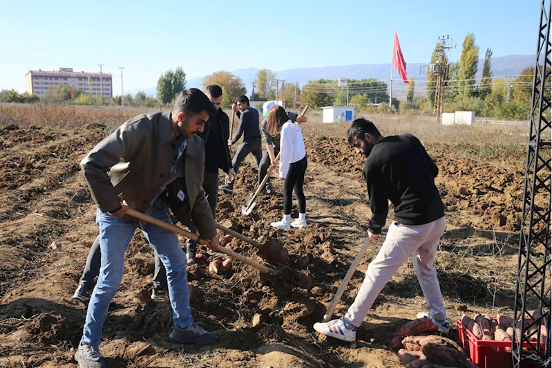 Tropik bölge ürünü tatlı patatesten Tokat