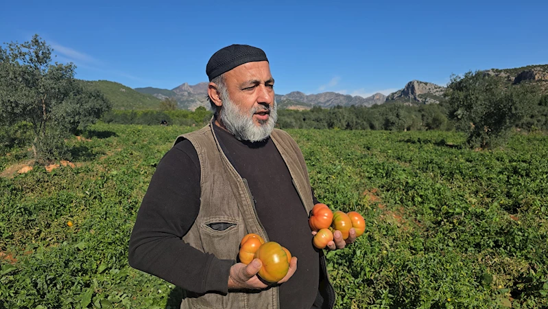 Kozanlı çiftçi, kasım ayında açık alanda domates yetiştirdi 