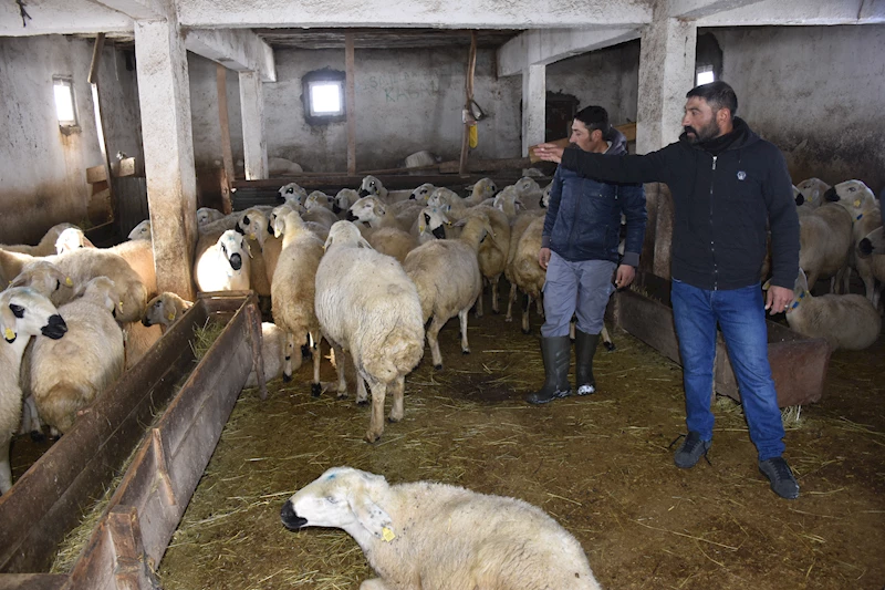 Tipide koyunları ölen sürü sahibi kardeşler: Hayvanların gözleri kapandı, ilerleyemedik