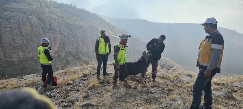 Siirt’te, uçurumda mahsur kalan keçi 2 saatte kurtarıldı