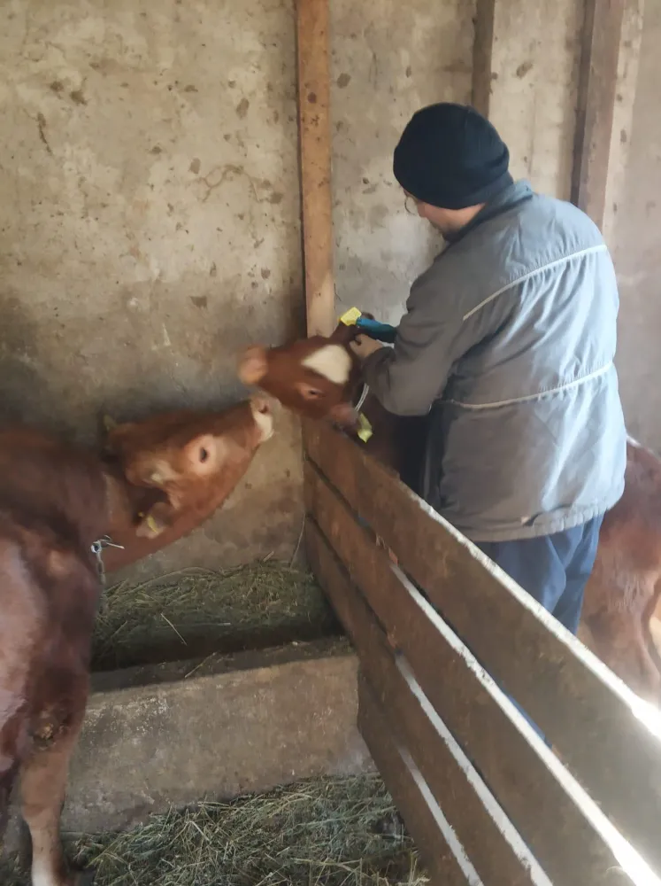 Arsin İlçe Tarım Müdürlüğü, Hayvan Sağlığını Güvence Altına Almak İçin Çalışmalarını Sürdürüyor