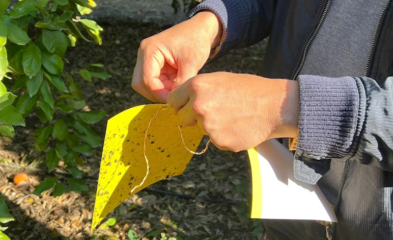 Osmaniye’de, Akdeniz meyve sineği kontrolleri devam ediyor 