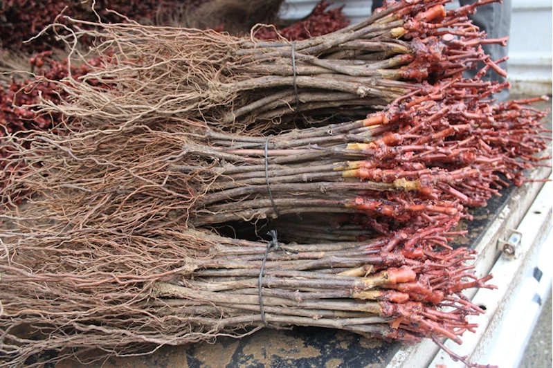 Pazar ilçesinde üreticilere asma ve ceviz fidanı dağıtıldı