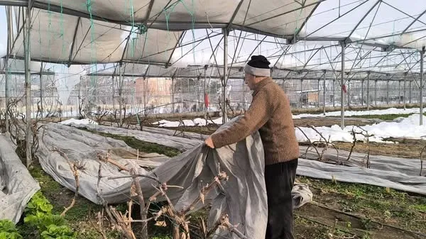 Uzundere’de Yoğun Kar Yağışı Seracılara Zarar Verdi, Üreticiler Destek Bekliyor