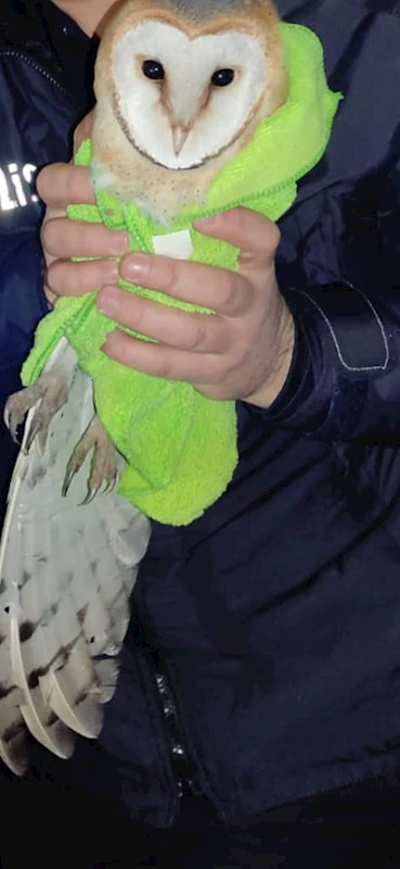 Polisin fark ettiği yaralı baykuş, tedaviye alındı