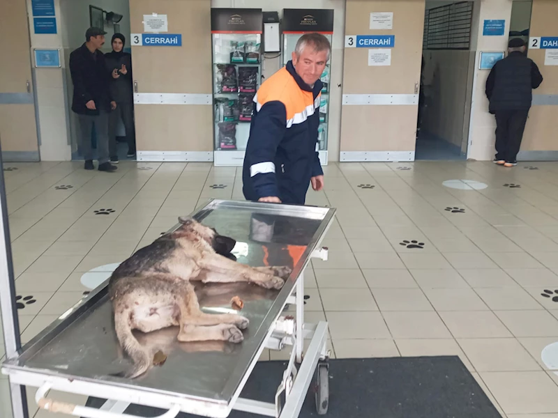 Yakakent Belediyesi çalışanları kazada yaralanan köpeği hayvan hastanesine götürdü