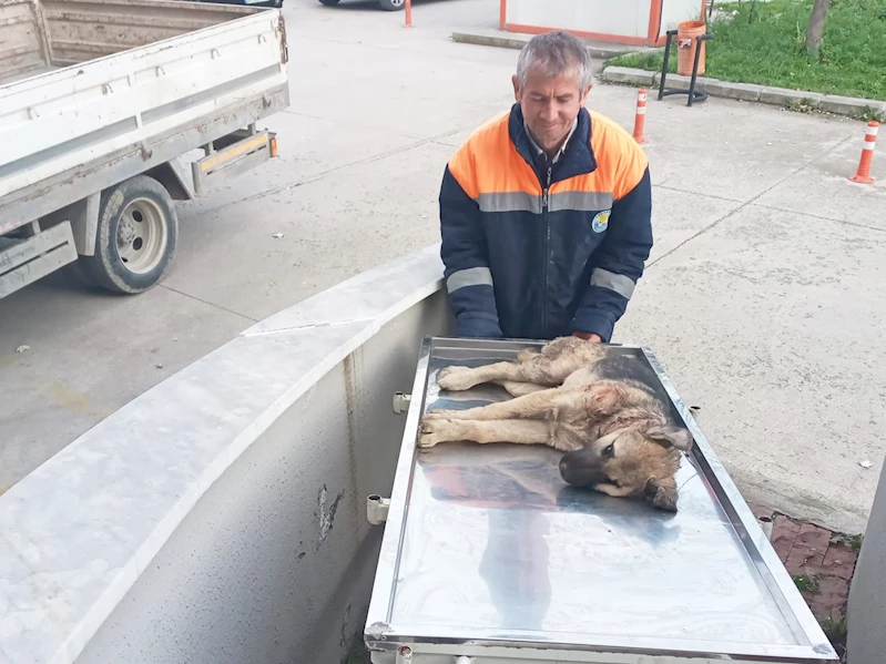 Belediye personeli, yaralı köpeği hastaneye yetiştirdi