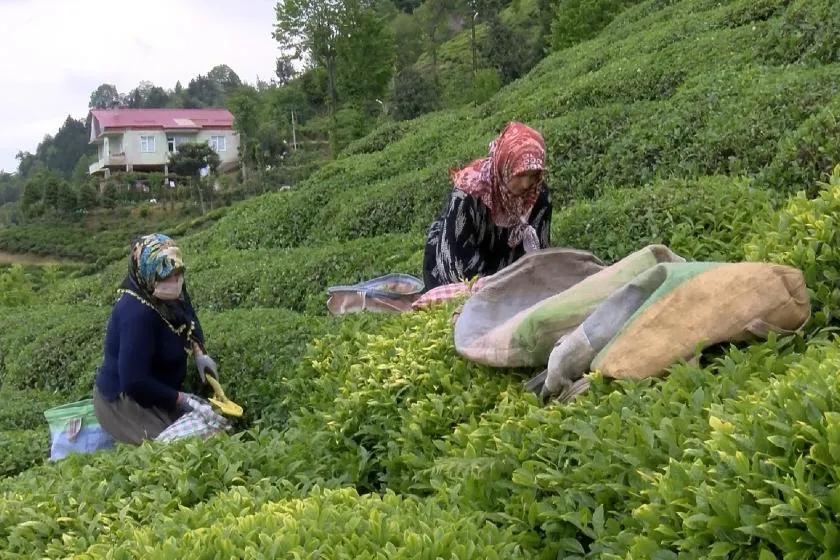 Çay’da ‘alternatif ucuz gübre’ tehlikesi