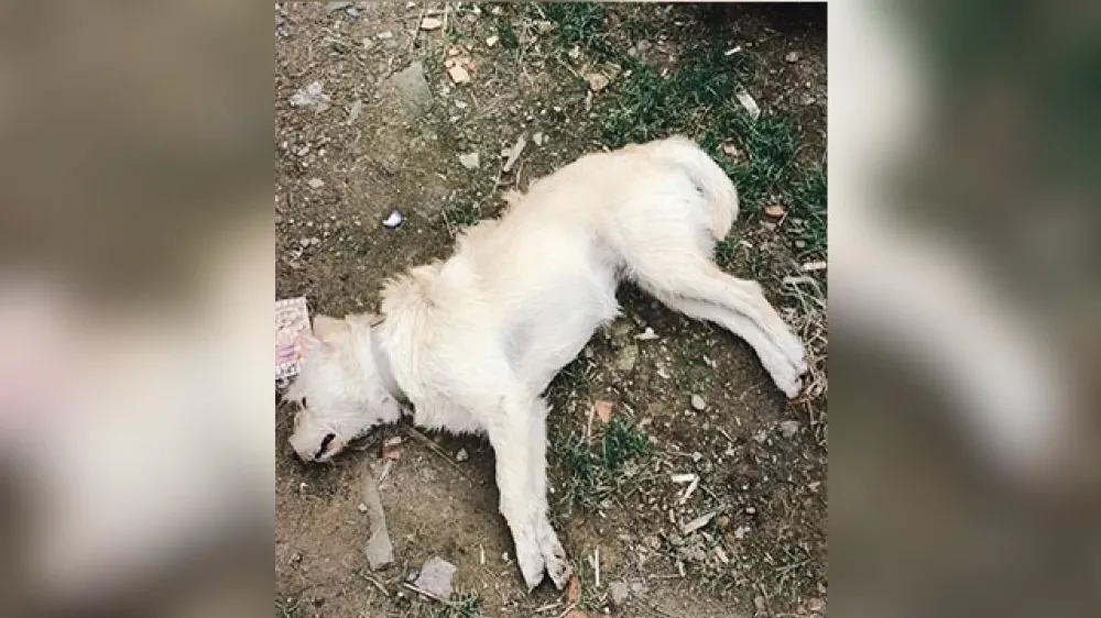 Zehirlendiği belirlenen 14 köpek telef oldu